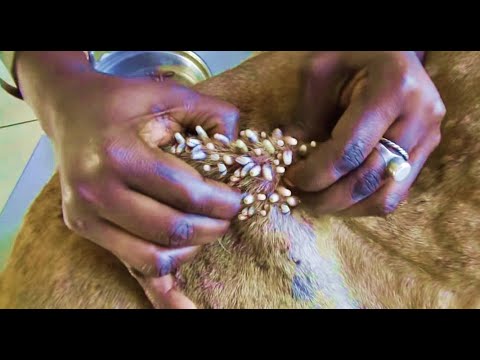 2 0 0 0 0 + Maggots on the MOTHER DOG's body! Parasites Removing from Dog