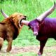 20 TIMES ANIMALS MESSED WITH THE WRONG OPPONENT!