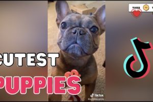 21 Cutest Puppies On TikTok