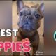 21 Cutest Puppies On TikTok