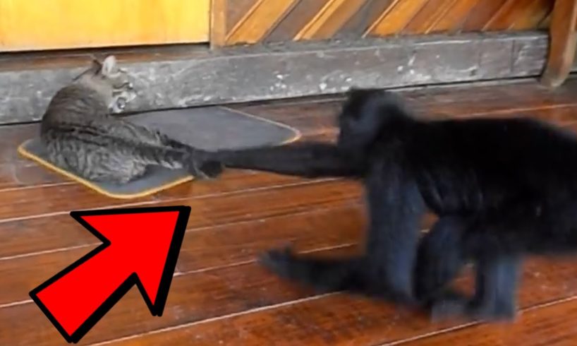 25 Funny Animal Fights Caught On Film!