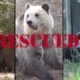 3 most emotional bear rescues | FOUR PAWS | www.four-paws.org