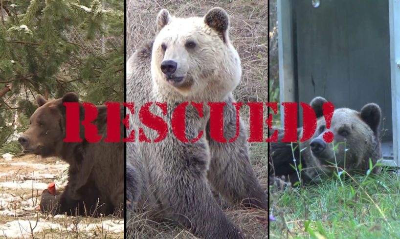 3 most emotional bear rescues | FOUR PAWS | www.four-paws.org