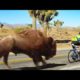 35 Times Animals Surprised Riders