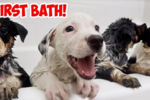 9 RESCUE PUPPIES HAVE THEIR FIRST BATH EVER!