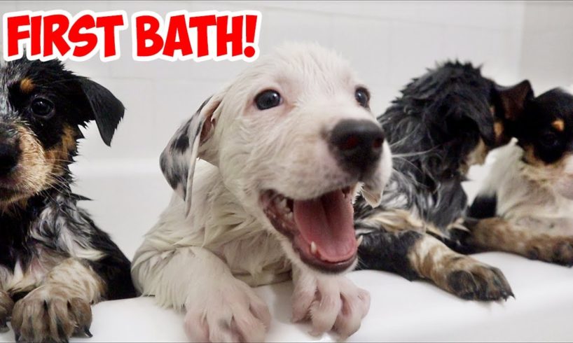 9 RESCUE PUPPIES HAVE THEIR FIRST BATH EVER!