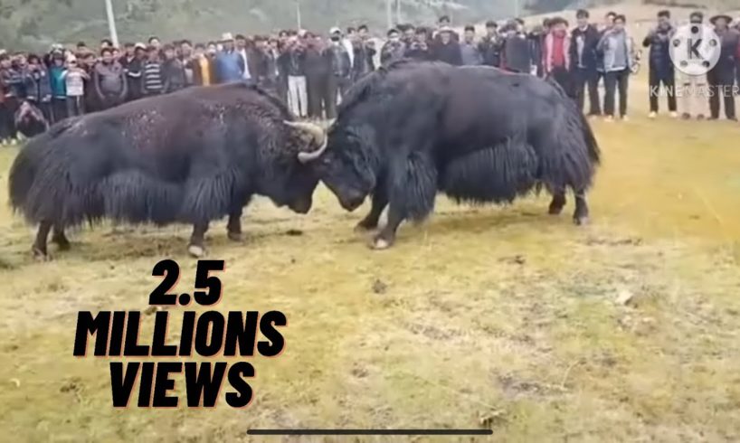 A big black Tibetan yak fight with a white one ??