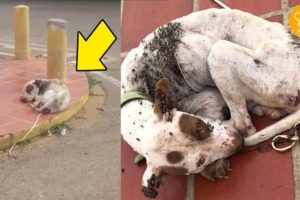 Abandoned Dog with Thousands of Ticks Rescued by Good Samaritans