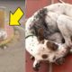 Abandoned Dog with Thousands of Ticks Rescued by Good Samaritans