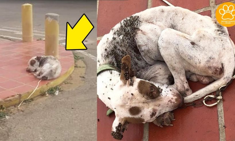 Abandoned Dog with Thousands of Ticks Rescued by Good Samaritans