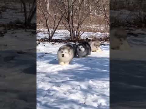 Adorable Malamute | Cute puppies ❤