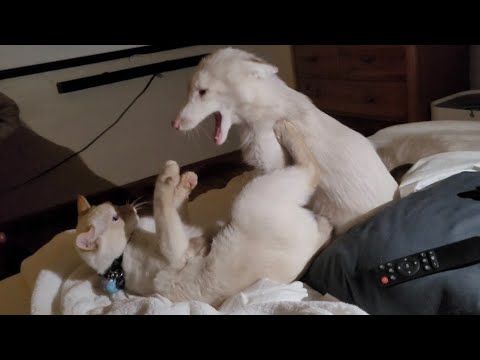 Adorable look-alike cat and fox play