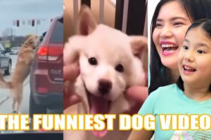 All Star Family Reacts to Funny and Cutest DOGS Video ? The Funniest dog video Tik Tok.  Happier Dog