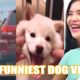 All Star Family Reacts to Funny and Cutest DOGS Video ? The Funniest dog video Tik Tok.  Happier Dog