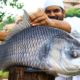 Amazing! 20 Kg Katla Fish Cooking Biggest Fish | Biggest fish gravy curry recipe by nawabs kitchen