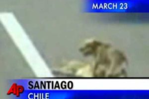 Amazing Footage-Hero dog rescues injured dog from highway