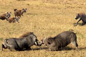 Amazing Hyenas Attack & Kill Warthog - Animals Attack