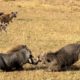 Amazing Hyenas Attack & Kill Warthog - Animals Attack