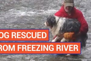 Amazing Man Rescues Dog From Freezing Water Video 2017 | Daily Heart Beat
