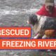 Amazing Man Rescues Dog From Freezing Water Video 2017 | Daily Heart Beat