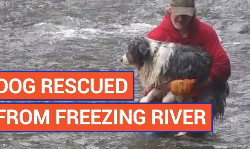 Amazing Man Rescues Dog From Freezing Water Video 2017 | Daily Heart Beat