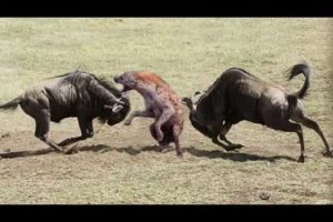 Amazing Newborn Wildebeest Escape From Hyena Hunt, The Power of Mother Animals
