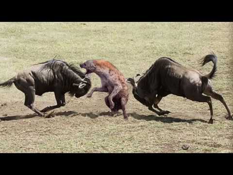 Amazing Newborn Wildebeest Escape From Hyena Hunt, The Power of Mother Animals