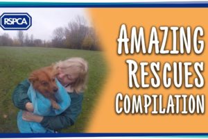 Amazing RSPCA Rescues Compilation