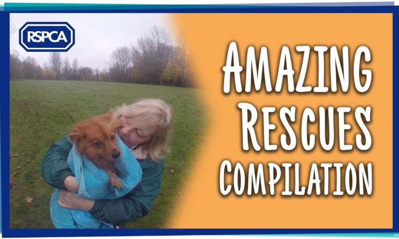 Amazing RSPCA Rescues Compilation