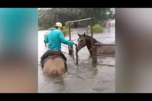 Amazing animals rescues during storm Harvey