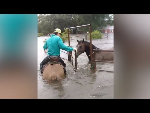 Amazing animals rescues during storm Harvey