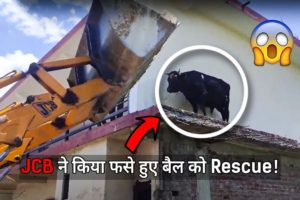 Amazing rescue of bull by JCB! ? | Bull Rescue | JCB Rescue