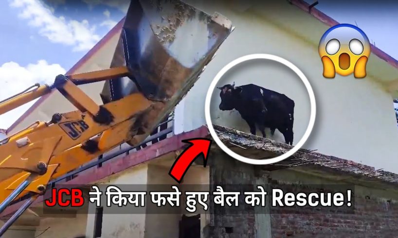 Amazing rescue of bull by JCB! ? | Bull Rescue | JCB Rescue