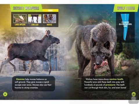 Animal Battles: Wolf Pack vs Moose