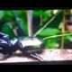 Animal Fight Club: Beetles Fighting