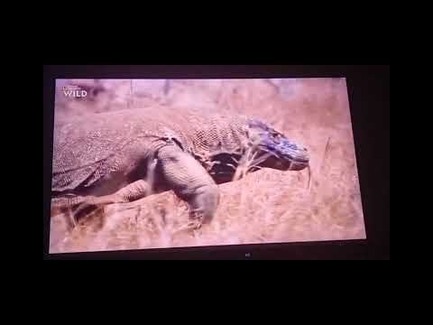 Animal Fight Club: Komodo Dragons Fighting
