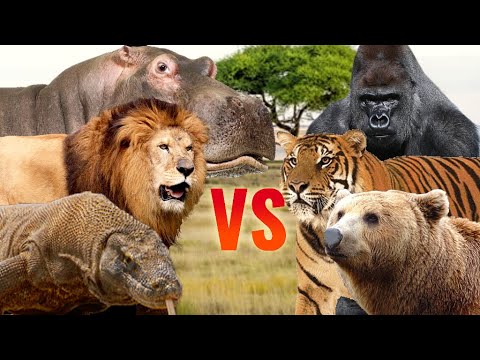 Animal Fight Club | SPORE