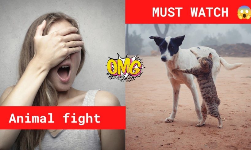 Animal fight || Animal fightclub || Animal fight video || animal fight night || animal fight game||