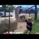 Animal fight with cute baby ? Compilation Videos I Waww animals