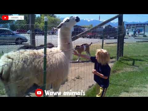 Animal fight with cute baby ? Compilation Videos I Waww animals