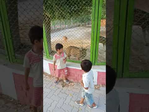 Animal fighting behavior.