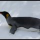 Animals Enjoying the Cold and Snow - Cincinnati Zoo