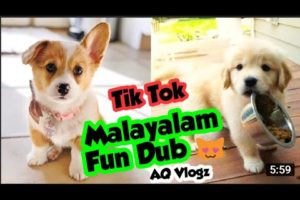 Animals Fun Dub Malayalam 2021 Funny Animal Videos ? - Cutest Animals Ever