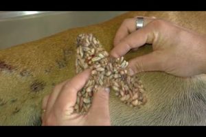 Animals Rescue Help poor dog removing Mangoworm Ep22