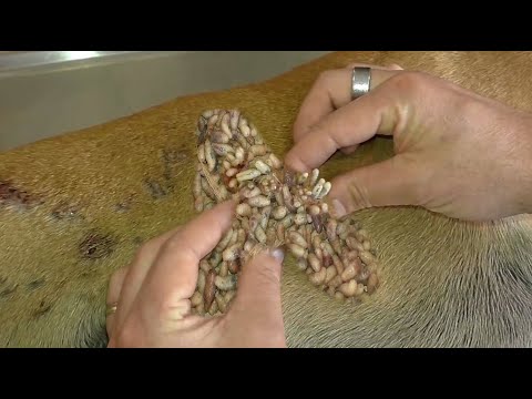 Animals Rescue Help poor dog removing Mangoworm Ep22
