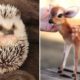 Animals SOO Cute! Cute baby animals Videos Compilation cutest moment of the animals #6