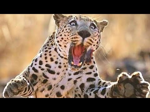 Animals fights wildlife Full video watching  Chita