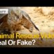 Are These Animal Rescue Videos for Real?
