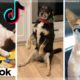 Are These The Cutest Puppies on TikTok? Funniest Doggos Compilation  [2021]