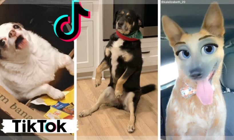 Are These The Cutest Puppies on TikTok? Funniest Doggos Compilation  [2021]